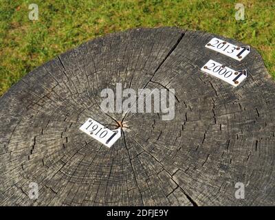Annual rings between 1910 and 2013 on a cross-cut tree trunk in a park in Budapest, Hungary Stock Photo