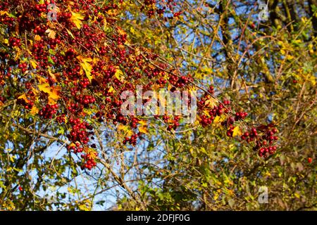 Branch with fresh red hawthorn berries, also called Crataegus, quickthorn or thornapple Stock Photo