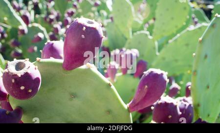 Detail of cactus Opuntia ficus indica (fig opuntia, pricky pear, Barbary fig) with purple ripe fruits, in Dalmatia, Croatia Stock Photo