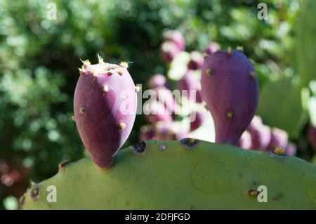 Detail of cactus Opuntia ficus indica (fig opuntia, pricky pear, Barbary fig) with purple ripe fruits, in Dalmatia, Croatia Stock Photo