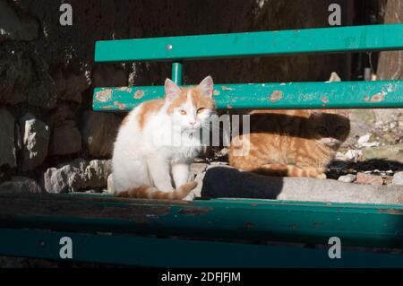 Two abandoned cats relaxing on a sunny green bench; white and orange cats, in Croatia Stock Photo