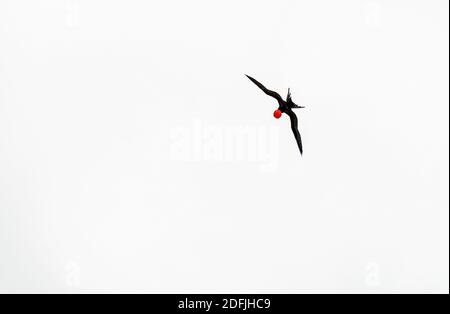 Male Magnificent Frigatebird (Fregata magnificens) with red poach flying above Santa Cruz island, Galapagos national park, Ecuador. Stock Photo