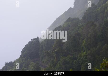 Laurisilva forest in Sao Jorge island, Azores archipelago, Portugal Stock Photo