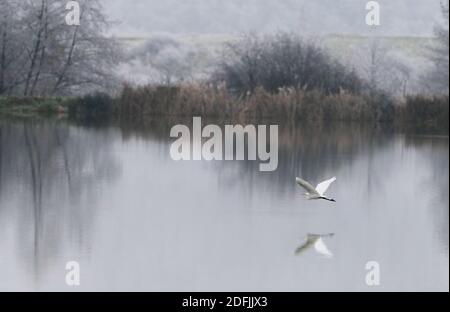 Great Egret Flying over Lake. Over Frozen Water, Ardea alba Stock Photo