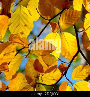 Beech (fagus sylvatica), close up looking upwards through several autumn leaves back lit by the sun against a blue sky. Stock Photo