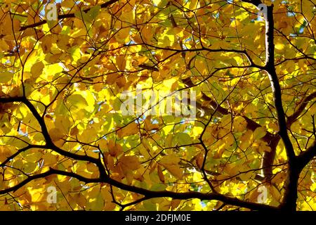 Beech (fagus sylvatica), looking upwards through a canopy of autumn leaves back lit by the sun. Stock Photo