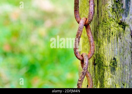 Close up of several rusty chain links hanging against an old wooden gate post at the entrance to a field. Stock Photo