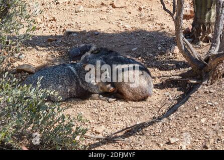 Collard Peccary, also known as Javalina, at the Sonora Desert Museum, Tucson, Arizona Stock Photo