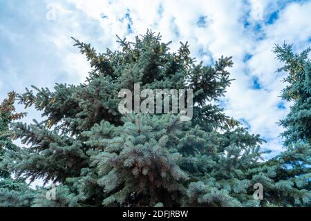 tops of blue spruce trees strewn with cones against the sky. Stock Photo