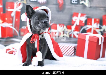 Cute young French Bulldog wearing red Christmas Santa cape in front of seasonal gift boxes Stock Photo