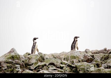 Two Humboldt Penguins (Spheniscus humboldti) on Rocks. Ballestas Islands, Paracas, Peru Stock Photo