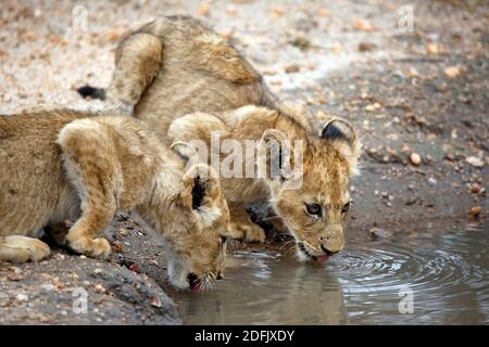Close-up of Two Lion Cubs Drinking from a Pool. Kruger Park, South Africa Stock Photo
