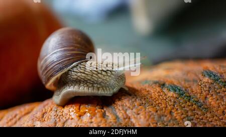 large grape snail crawls over a beautiful embossed pumpkin. Large snail close-up on a box of vegetables. Small depth of field, selective focus. Close- Stock Photo