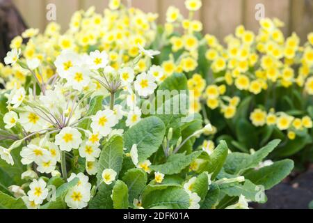 Primroses close up, yellow primula vulgaris flowers in a spring garden border, UK Stock Photo