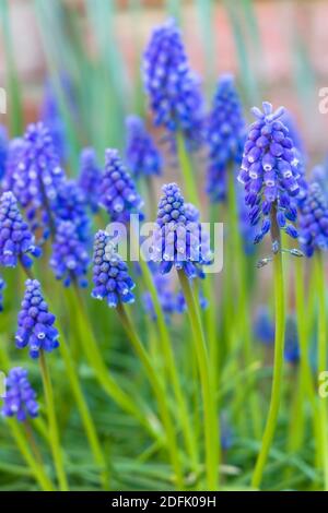 Muscari armeniacum or armenian grape hyacinth flower closeup, blue spring flower bed, UK Stock Photo