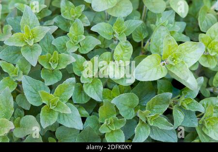 Fresh oregano leaf growing on a plant in a herb garden, England, UK Stock Photo