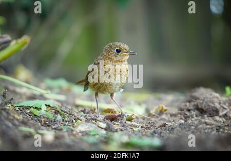 Juvenile robin or young baby European robin (erithacus rubecula) in a garden in spring, UK Stock Photo