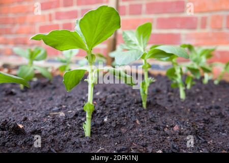 Row of small broad plants growing in a vegetable patch in a UK garden Stock Photo