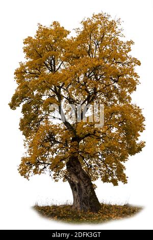Yellow autumn maple tree isolated on white Stock Photo