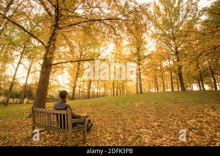 A man sits on a bench admiring the fall foliage golden yellow colors on the ginko tree grove in Blandy National Arboretum, University of Virginia.