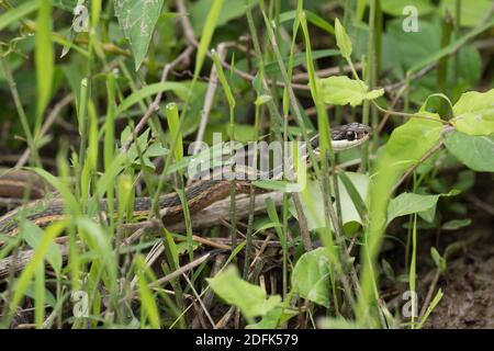 A Eastern ribbon snake or common ribbonsnake slithers through the grass in a wetland environment. Stock Photo