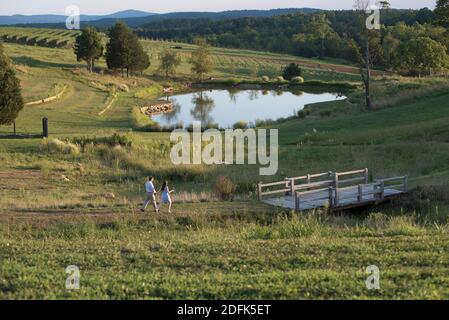 A young couple walks hand-in-hand at a winery. Stock Photo