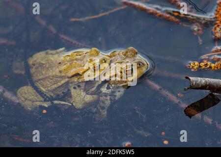 Laichzeit... Erdkröte Bufo bufo im Wasser, Teich, sitzt im zeitigen