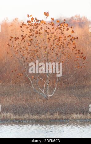 A lone Sycamore tree  clings to its leaves in late autumn at the Dulles Wetlands. Stock Photo