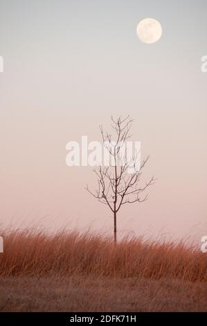 The full moon rises over Manassas Battlefield. Stock Photo