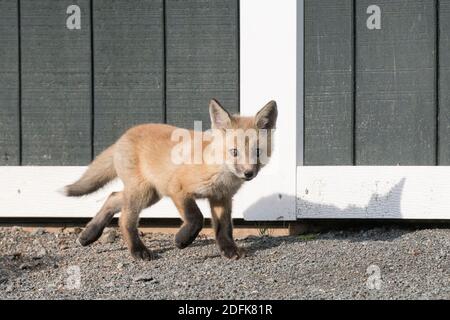 A red fox kit walks in front of a shed. Stock Photo