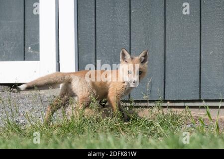 A red fox kit walks in front of a shed. Stock Photo