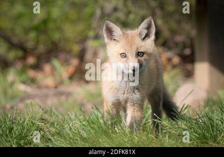 A Red fox kits walks in grass. Stock Photo