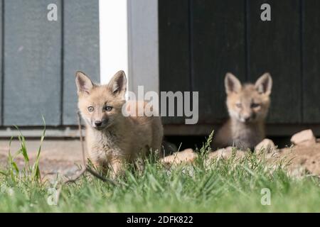 Red fox kits play in front of a shed, which is their home. Stock Photo