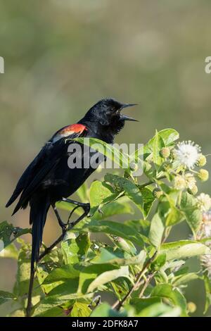 A male Red-winged blackbird calls from the top of a bush. Stock Photo