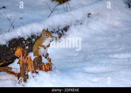 A small American red squirrel is perched upright on a small, broken stump of a fallen tree above fresh surrounding snow. Stock Photo