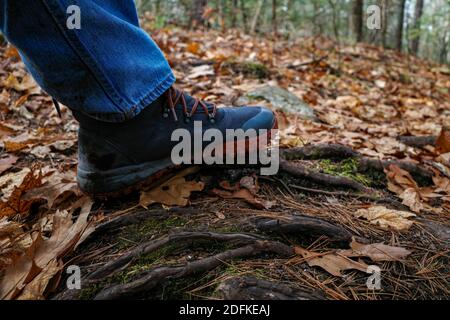 A hiker's boot steps on an exposed tree root on the ground of a hiking trail in autumn. Fallen leaves and pine needles cover the forest floor. Stock Photo