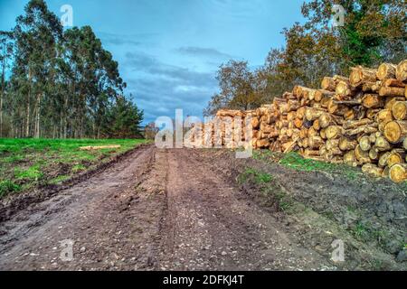 Piled eucalyptus tree logs in forest. Stacks of cut wood. Wood logs, timber logging, industrial destruction. Forests illegal disappearing. Illegal def Stock Photo