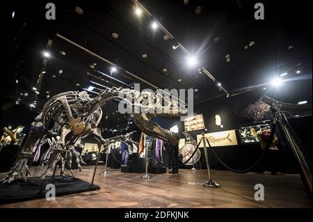 An Allosaurus skeleton displayed at the Drouot auction house, in Paris on October 12, 2020. More than 150 million-years -old, a rare Allosaurus skeleton, one of the oldest dinosaurs, considered by palaeontologists to be the 'grandfather' of the legendary T-Rex, will be auctioned in Paris by Maison Binoche et Giquello on October 13, the Drouot hotel. Almost 10 meters long and 3.5 meters high, the allosaurus is estimated to fetch between 1 and 1.2 million euros.Eliot Blondet/ABACAPRESS.COM Stock Photo