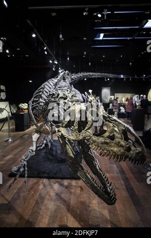 An Allosaurus skeleton displayed at the Drouot auction house, in Paris on October 12, 2020. More than 150 million-years -old, a rare Allosaurus skeleton, one of the oldest dinosaurs, considered by palaeontologists to be the 'grandfather' of the legendary T-Rex, will be auctioned in Paris by Maison Binoche et Giquello on October 13, the Drouot hotel. Almost 10 meters long and 3.5 meters high, the allosaurus is estimated to fetch between 1 and 1.2 million euros.Eliot Blondet/ABACAPRESS.COM Stock Photo