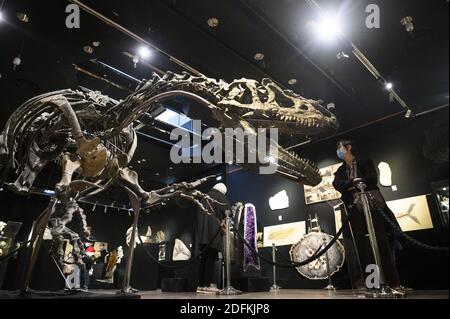 An Allosaurus skeleton displayed at the Drouot auction house, in Paris on October 12, 2020. More than 150 million-years -old, a rare Allosaurus skeleton, one of the oldest dinosaurs, considered by palaeontologists to be the 'grandfather' of the legendary T-Rex, will be auctioned in Paris by Maison Binoche et Giquello on October 13, the Drouot hotel. Almost 10 meters long and 3.5 meters high, the allosaurus is estimated to fetch between 1 and 1.2 million euros.Eliot Blondet/ABACAPRESS.COM Stock Photo