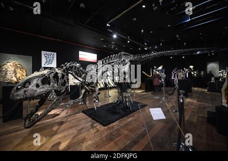 An Allosaurus skeleton displayed at the Drouot auction house, in Paris on October 12, 2020. More than 150 million-years -old, a rare Allosaurus skeleton, one of the oldest dinosaurs, considered by palaeontologists to be the 'grandfather' of the legendary T-Rex, will be auctioned in Paris by Maison Binoche et Giquello on October 13, the Drouot hotel. Almost 10 meters long and 3.5 meters high, the allosaurus is estimated to fetch between 1 and 1.2 million euros.Eliot Blondet/ABACAPRESS.COM Stock Photo