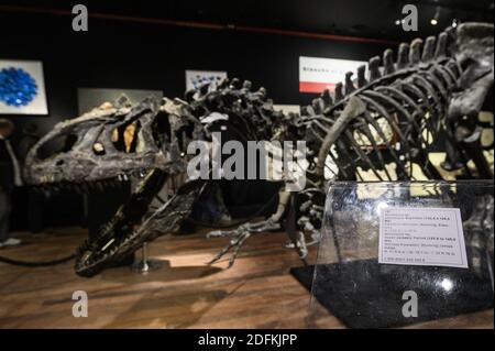 An Allosaurus skeleton displayed at the Drouot auction house, in Paris on October 12, 2020. More than 150 million-years -old, a rare Allosaurus skeleton, one of the oldest dinosaurs, considered by palaeontologists to be the 'grandfather' of the legendary T-Rex, will be auctioned in Paris by Maison Binoche et Giquello on October 13, the Drouot hotel. Almost 10 meters long and 3.5 meters high, the allosaurus is estimated to fetch between 1 and 1.2 million euros.Eliot Blondet/ABACAPRESS.COM Stock Photo