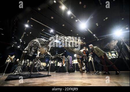 An Allosaurus skeleton displayed at the Drouot auction house, in Paris on October 12, 2020. More than 150 million-years -old, a rare Allosaurus skeleton, one of the oldest dinosaurs, considered by palaeontologists to be the 'grandfather' of the legendary T-Rex, will be auctioned in Paris by Maison Binoche et Giquello on October 13, the Drouot hotel. Almost 10 meters long and 3.5 meters high, the allosaurus is estimated to fetch between 1 and 1.2 million euros.Eliot Blondet/ABACAPRESS.COM Stock Photo