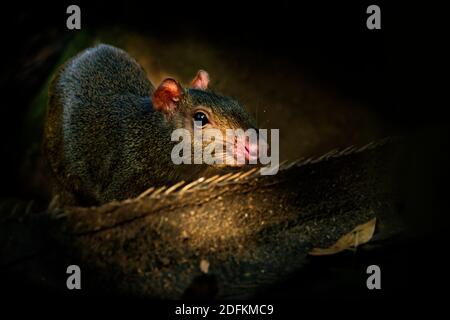 Central American agouti - Dasyprocta punctata brown mammal, rodent from the family Dasyproctidae, its range is from Mexico through Central America to Stock Photo