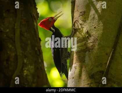 Pale-billed woodpecker - Campephilus guatemalensis  is a very large woodpecker that is a resident breeding bird from northern Mexico to western Panama Stock Photo