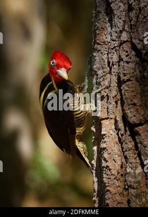 Pale-billed woodpecker - Campephilus guatemalensis  is a very large woodpecker that is a resident breeding bird from northern Mexico to western Panama Stock Photo