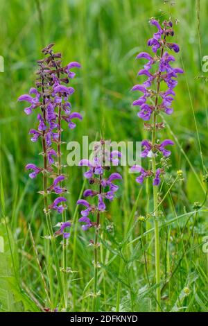 Wiesensalbei (Salvia pratensis) Stock Photo