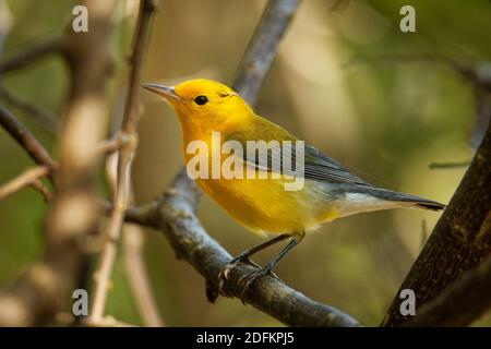 Prothonotary warbler - Protonotaria citrea small yellow songbird of the New World warbler family, the only member of the genus Protonotaria, bird on t Stock Photo