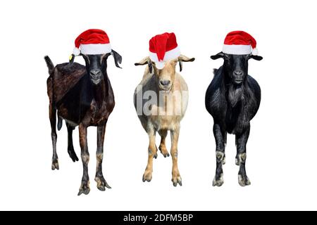 Group of goats in red Santa or New Year hats isolated on white. Goats standing full length and looking in camera. Farm animals Stock Photo
