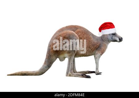 Male kangaroo in Christmas hat isolated on white background. Big kangaroo full lengths, front view. The kangaroo is a marsupial from the family Macrop Stock Photo